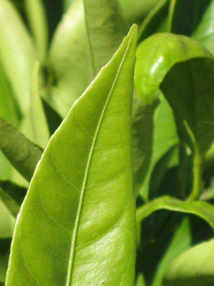              Margin (Riverside, CA)       